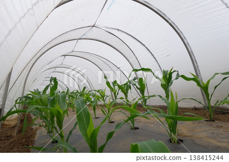 Corn being grown in a greenhouse 138415244