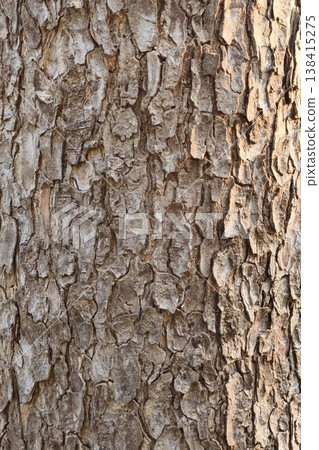 close up of tree bark texture close up of tree bark texture 138415275