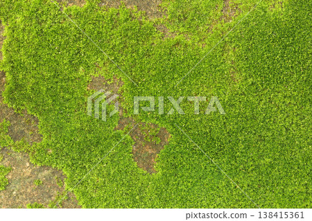 Close up of green moss texture background is growing on the old stone wall. Close up of green moss texture background is growing on the old stone wall. 138415361