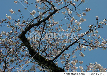 Spring has arrived. It's the season when we start receiving news of cherry blossoms blooming. It makes me feel cheerful. Spring has arrived. It's the season when we start receiving news of cherry blossoms blooming. It makes me feel cheerful. 138415442