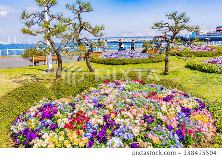 (Kanagawa Prefecture) Yokohama Minato Mirai, Yamashita Park: Flowers in the flowerbeds 138415504