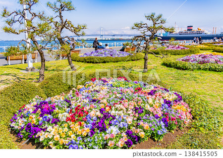 (Kanagawa Prefecture) Yokohama Minato Mirai, Yamashita Park: Flowers in the flowerbeds 138415505