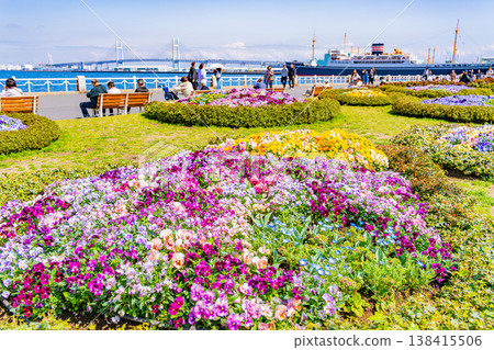 (Kanagawa Prefecture) Yokohama Minato Mirai, Yamashita Park: Flowers in the flowerbeds (Kanagawa Prefecture) Yokohama Minato Mirai, Yamashita Park: Flowers in the flowerbeds 138415506