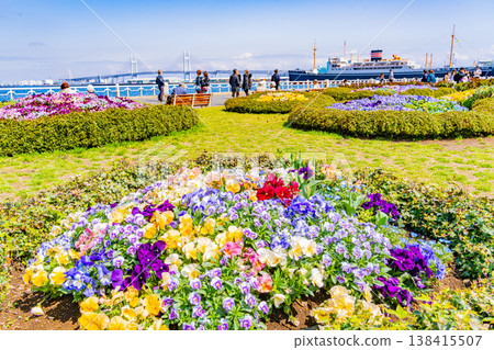 (Kanagawa Prefecture) Yokohama Minato Mirai, Yamashita Park: Flowers in the flowerbeds (Kanagawa Prefecture) Yokohama Minato Mirai, Yamashita Park: Flowers in the flowerbeds 138415507