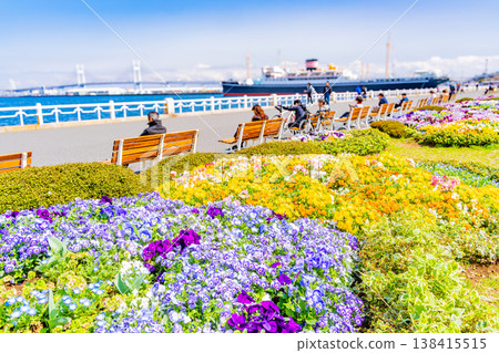 (Kanagawa Prefecture) Yokohama Minato Mirai, Yamashita Park: Flowers in the flowerbeds (Kanagawa Prefecture) Yokohama Minato Mirai, Yamashita Park: Flowers in the flowerbeds 138415515