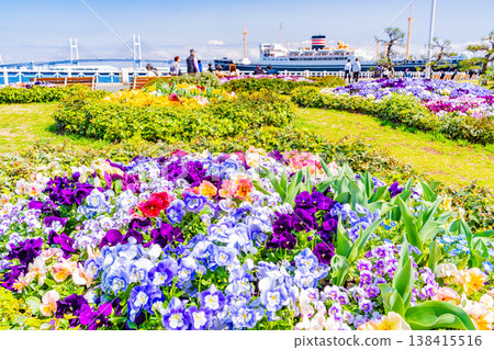 (Kanagawa Prefecture) Yokohama Minato Mirai, Yamashita Park: Flowers in the flowerbeds (Kanagawa Prefecture) Yokohama Minato Mirai, Yamashita Park: Flowers in the flowerbeds 138415516