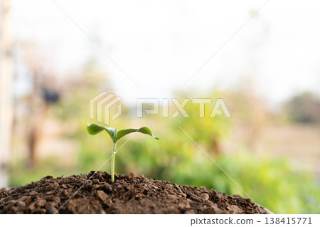 Close up of Small growing tree plant Close up of Small growing tree plant 138415771