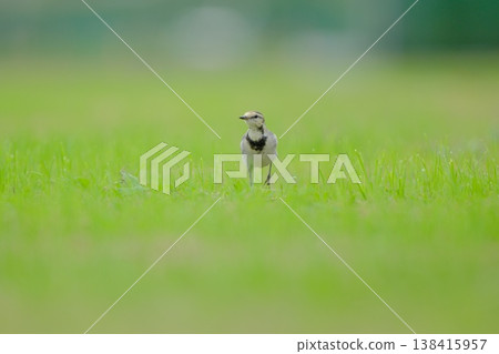 一隻白鶺鴒在綠草地上漫步。 138415957