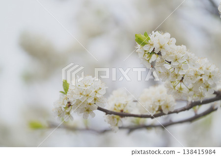 Plum flowers Plum flowers 138415984