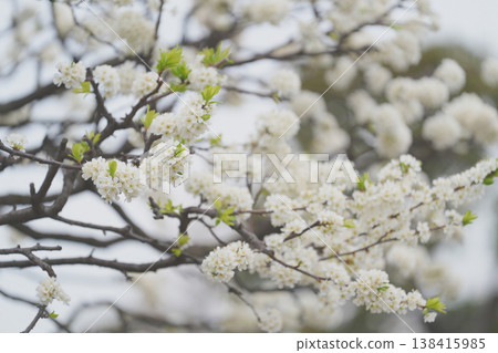Plum flowers Plum flowers 138415985