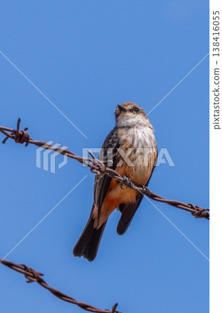 A female Red Flycatcher perched on a wire fence. A female Red Flycatcher perched on a wire fence. 138416055