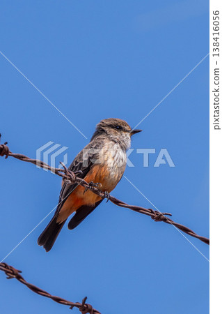 A female Red Flycatcher perched on a wire fence. A female Red Flycatcher perched on a wire fence. 138416056