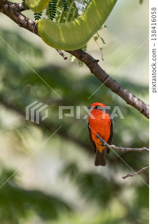 A male Red Flycatcher perched on a branch. A male Red Flycatcher perched on a branch. 138416058