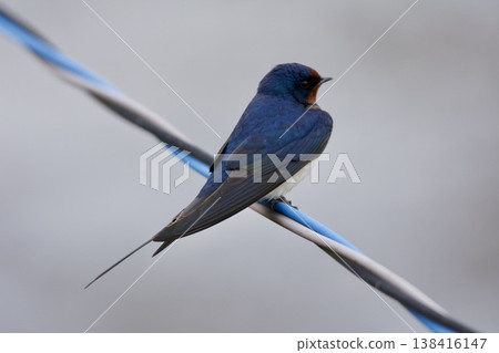 swallow / Japan swallow / Japan 138416147
