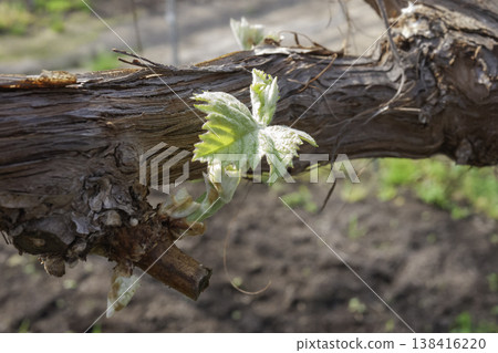 Shine Muscat Budding 18 Shine Muscat Budding 18 138416220