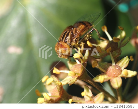 A yellow-banded hoverfly on a flower of the Araliaceae family. 138416593