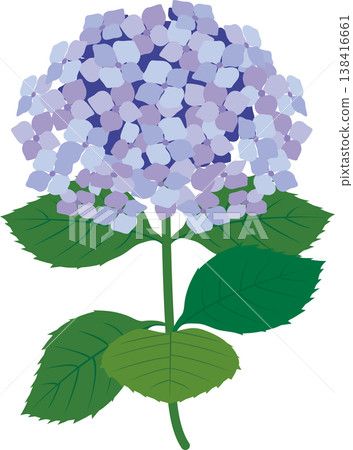 繡球花水彩插圖;一朵美麗的繡球花,以葉子為背景;裝飾、點綴、設計、材質。 繡球花水彩插圖;一朵美麗的繡球花,以葉子為背景;裝飾、點綴、設計、材質。 138416661