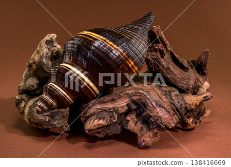 Black Indian Crown Conch seashell with driftwood on brown background Black Indian Crown Conch seashell with driftwood on brown background 138416669