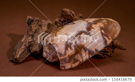 Oliva seashell with driftwood on brown background 138416670
