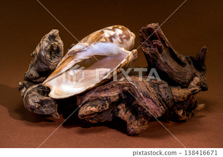 Oliva seashell with driftwood on brown background 138416671