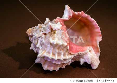 Pink Mouthed Murex seashell Phyllonotus erythrostomus on brown background Pink Mouthed Murex seashell Phyllonotus erythrostomus on brown background 138416673