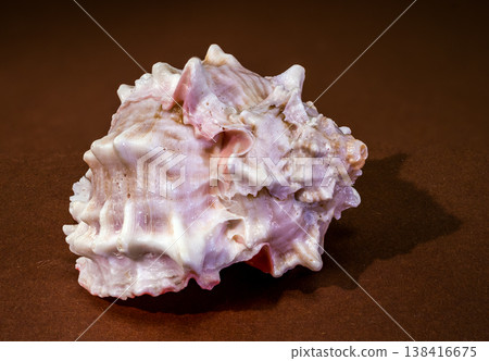 Pink Mouthed Murex seashell Phyllonotus erythrostomus on brown background 138416675