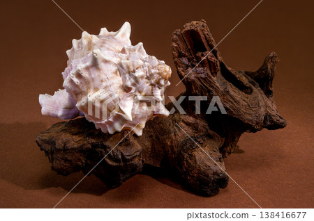 Pink Mouthed Murex shell with driftwood on brown background 138416677