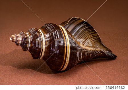 Black Indian Crown Conch seashell on brown background Black Indian Crown Conch seashell on brown background 138416682