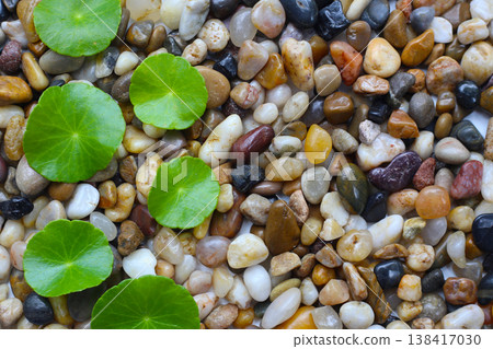 Fresh gotu kola leaves on pebbles. Fresh gotu kola leaves on pebbles. 138417030