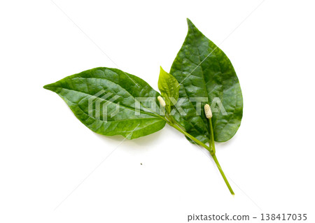 Fresh wild betel leaves with flower Fresh wild betel leaves with flower 138417035
