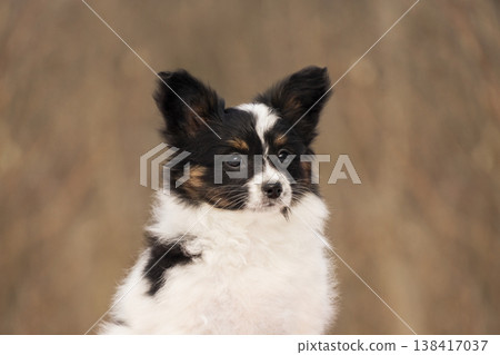 Detailed headshot of a cute Papillon puppy with distinctive black and white markings. The focus is on the expressive eyes and soft fur of the young dog Detailed headshot of a cute Papillon puppy with distinctive black and white markings. The focus is on the expressive eyes and soft fur of the young dog 138417037