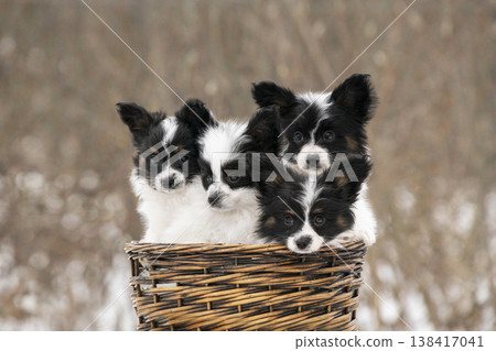 A group of adorable Continental Toy Spaniel puppies looking at the camera. Fluffy butterfly dogs in a rustic basket outdoors. 138417041