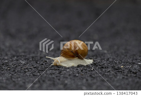 Macro shot of a Helix pomatia with a detailed brown shell. A slow-moving edible snail on a wet textured surface Macro shot of a Helix pomatia with a detailed brown shell. A slow-moving edible snail on a wet textured surface 138417043
