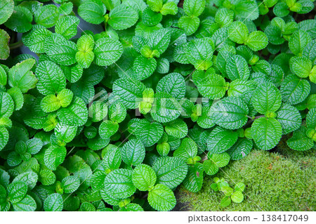 Fresh green leaves of pilea nummulariifolia Fresh green leaves of pilea nummulariifolia 138417049
