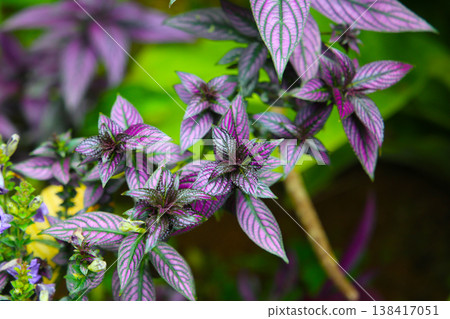 Close-up of Persian shield plant Close-up of Persian shield plant 138417051