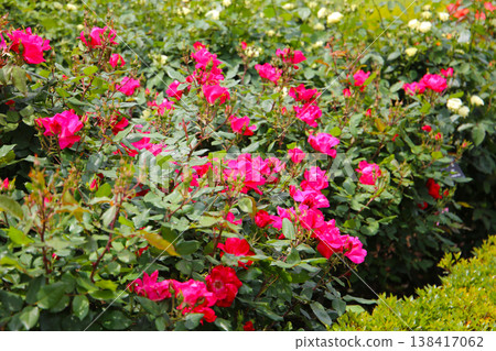 Beautiful roses in full bloom at the Japanese Rose Garden. 138417062