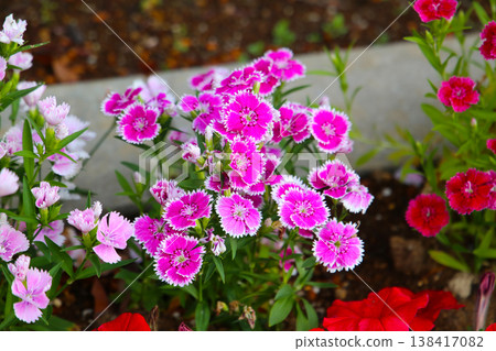 Dianthus flowers blooming beautifully in the garden. Dianthus flowers blooming beautifully in the garden. 138417082
