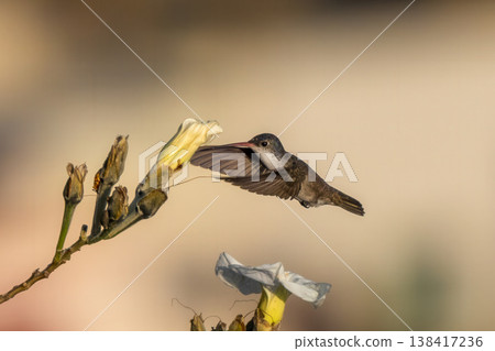 一隻紅嘴翠蜂鳥懸停在花朵上吸食花蜜的特寫鏡頭。 138417236