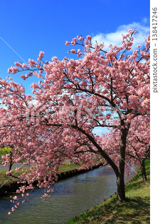 Kasamatsu Kawazu Cherry Blossom Road: Kawazu cherry blossoms in full bloom 138417246