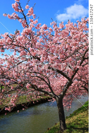 Kasamatsu Kawazu Cherry Blossom Road: Kawazu cherry blossoms in full bloom Kasamatsu Kawazu Cherry Blossom Road: Kawazu cherry blossoms in full bloom 138417247