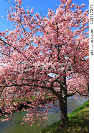 Kasamatsu Kawazu Cherry Blossom Road: Kawazu cherry blossoms in full bloom Kasamatsu Kawazu Cherry Blossom Road: Kawazu cherry blossoms in full bloom 138417248