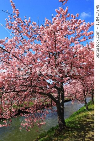 笠松河津櫻花大道:河津櫻花盛開。 笠松河津櫻花大道:河津櫻花盛開。 138417249