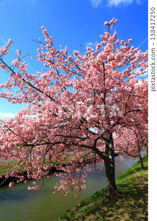 Kasamatsu Kawazu Cherry Blossom Road: Kawazu cherry blossoms in full bloom Kasamatsu Kawazu Cherry Blossom Road: Kawazu cherry blossoms in full bloom 138417250