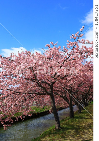 Kasamatsu Kawazu Cherry Blossom Road: Kawazu cherry blossoms in full bloom Kasamatsu Kawazu Cherry Blossom Road: Kawazu cherry blossoms in full bloom 138417251
