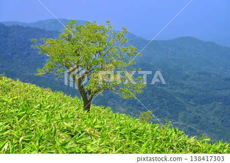 Izu Mountain Ridge Trail on the Izu Peninsula: Mount Daruma in a bamboo grass field, a single green tree. Izu Mountain Ridge Trail on the Izu Peninsula: Mount Daruma in a bamboo grass field, a single green tree. 138417303