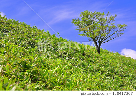 伊豆半島上的伊豆山脊步道：竹林中的達摩山，一棵孤零零的綠樹。 138417307