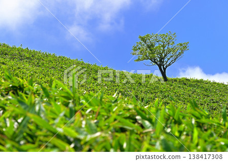 Izu Peninsula, Izu Mountain Ridge Trail, a single green tree on Mount Daruma in a bamboo grass field, Copy space Izu Peninsula, Izu Mountain Ridge Trail, a single green tree on Mount Daruma in a bamboo grass field, Copy space 138417308