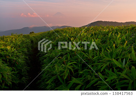 從伊豆半島伊豆山脊步道上的達摩山健行道上眺望日出時的富士山。 從伊豆半島伊豆山脊步道上的達摩山健行道上眺望日出時的富士山。 138417563