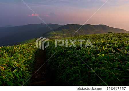 從伊豆半島伊豆山脊步道上的達摩山健行道上,可以看到日出時的富士山和小達摩山。 從伊豆半島伊豆山脊步道上的達摩山健行道上,可以看到日出時的富士山和小達摩山。 138417567