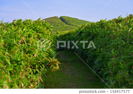 在伊豆半島的伊豆山脊步道上攀登達摩山,穿過一條長滿竹草的山路。 在伊豆半島的伊豆山脊步道上攀登達摩山,穿過一條長滿竹草的山路。 138417577